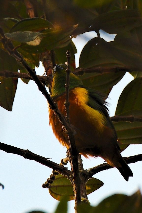 Chestnut-breasted Chlorophonia at Montezuma Rainforest Chestnut-breasted chlorophonia,Chlorophonia pyrrhophrys,Colombia,Geotagged,Montezuma Rainforest,Winter