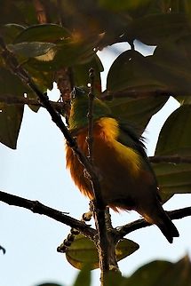 Chestnut-breasted Chlorophonia at Montezuma Rainforest Chestnut-breasted chlorophonia,Chlorophonia pyrrhophrys,Colombia,Geotagged,Montezuma Rainforest,Winter
