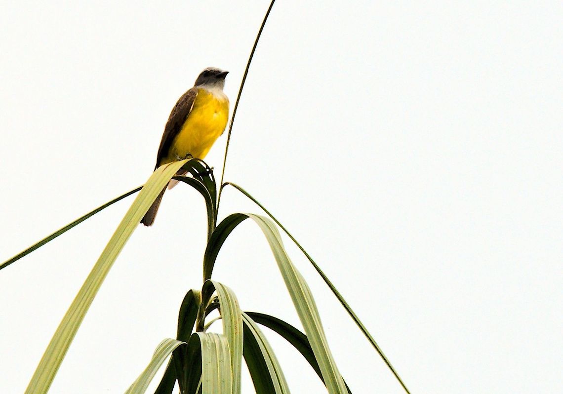 Dusky-chested Flycatcher at Mituse&ntilde;o, Vaup&eacute;s Colombia,Dusky-chested flycatcher,Geotagged,Mituseño,Myiozetetes luteiventris,Vaupés,Winter