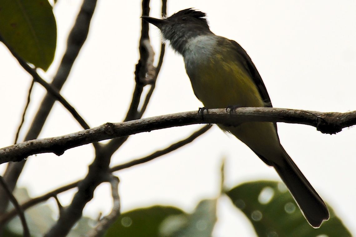 Dusky-capped Flycatcher at El Dorado Natural Reserve, Sierra Nevada de Santa Marta NP Colombia,Dusky-capped flycatcher,El Dorado NP,Geotagged,Myiarchus tuberculifer,Santa Marta,Winter