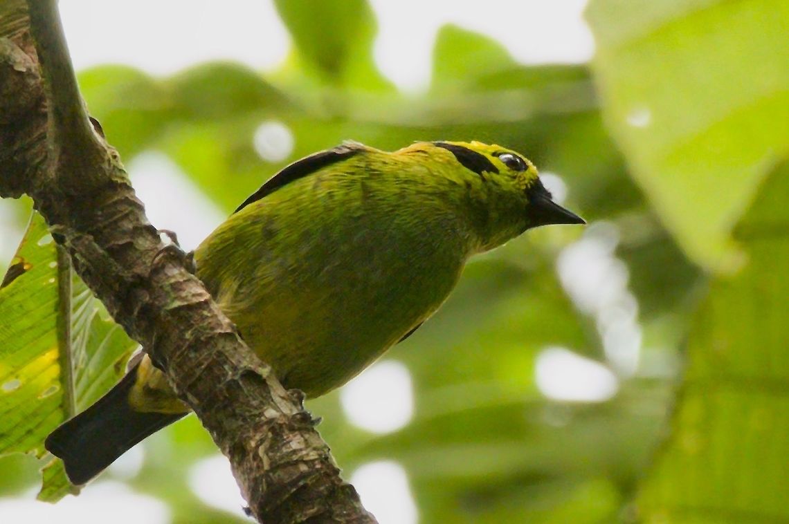 EmeraldTanager seen at El Queremal, Valle del Cauca Cauca valley,Colombia,El Queremal,Emerald tanager,Geotagged,Tangara florida,Winter