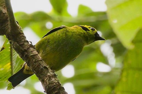 Emerald tanager