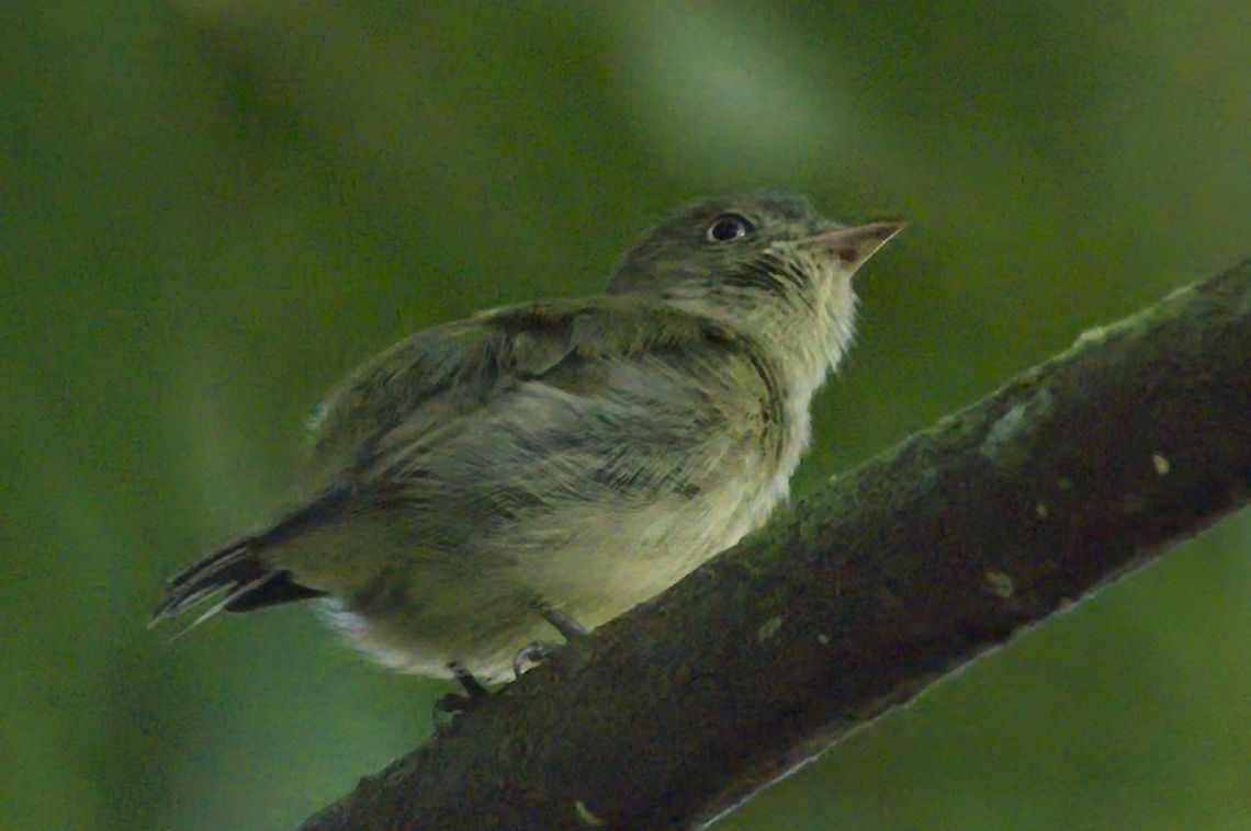 Dwarf Tyrant-Manakin seen near Mit&uacute;, Vaup&eacute;s at Croce Bocatoma senda Bocatoma Colombia,Dwarf tyrant-manakin,Geotagged,Mitu,Tyranneutes stolzmanni,Vaupés,Winter