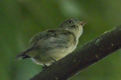 Dwarf Tyrant-Manakin seen near Mitú, Vaupés at Croce Bocatoma senda Bocatoma Colombia,Dwarf tyrant-manakin,Geotagged,Mitu,Tyranneutes stolzmanni,Vaupés,Winter