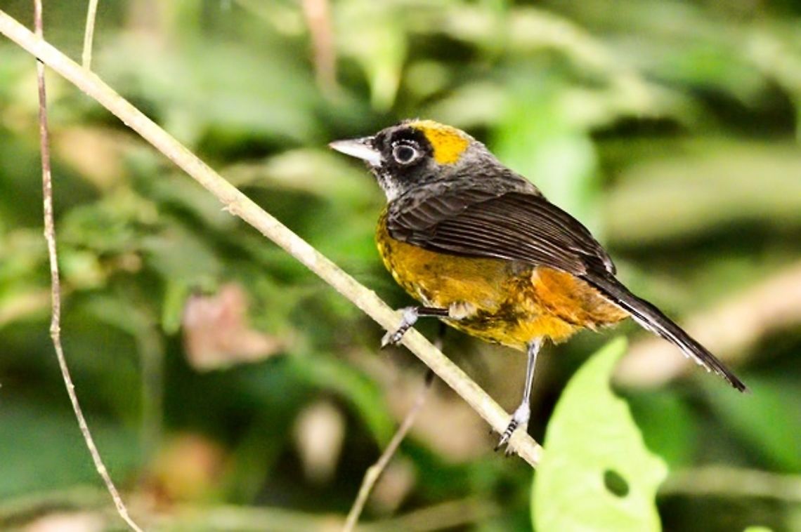 Dusky-faced Tanager seen at R&iacute;o Claro Reserve. Flash image, eyes man. corrected Colombia,Dusky-faced tanager,Geotagged,Mitrospingus cassinii,Rio Claro,Winter