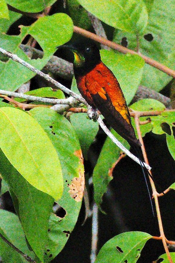 Fiery Topaz seen near Mit&uacute;, Vaup&eacute;s at the bridge to Comunidad Tukano Santa Cruz. Very early in the morning, low light, but better than nothing, right? Colombia,Fiery topaz,Geotagged,Mitu,Topaza pyra,Vaup&eacute;s,Winter