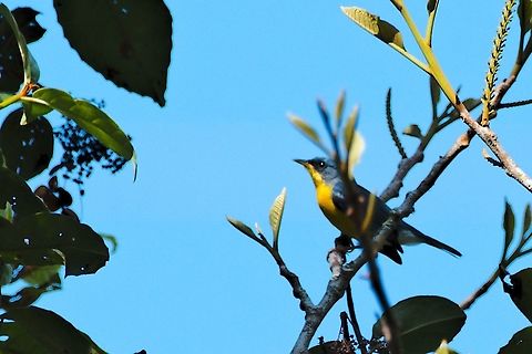 Fawn-breasted Tanager corrected to Tropical Parula seen along the Anchicaya Road, thanks to Thibaud Aronson Anchicaya Valley,Colombia,Geotagged,Setophaga pitiayumi,Tropical parula,Winter,tropical parula