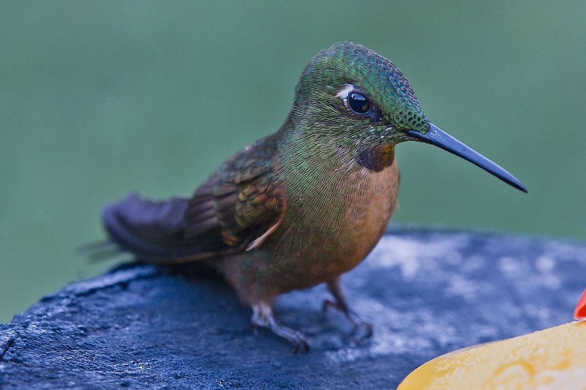 Fawn-breasted Brilliant seen at one of the feeders at the UKUKU Rural Lodge Colombia,Fawn-breasted brilliant,Geotagged,Heliodoxa rubinoides,UKUKU,Winter