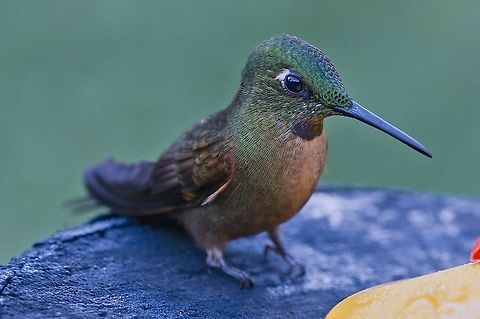 Fawn-breasted Brilliant seen at one of the feeders at the UKUKU Rural Lodge Colombia,Fawn-breasted brilliant,Geotagged,Heliodoxa rubinoides,UKUKU,Winter