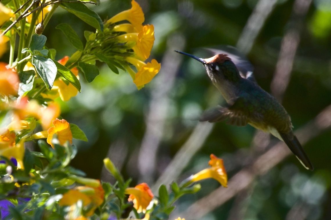 Blossomcrown Andean Blossomcrown Andean blossomcrown,Anthocephala berlepschi,Colombia,Geotagged,UKUKU,Winter