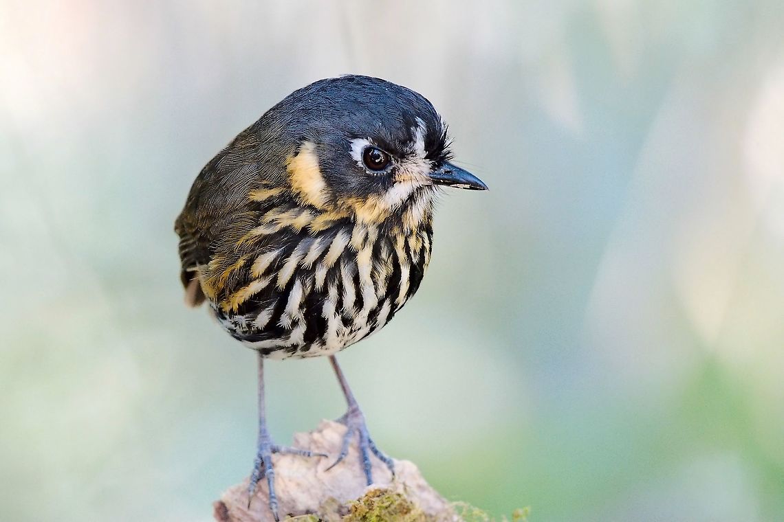 Crescent-faced Antpitta at Hacienda El Bosque, V&iacute;a Panamericana, Manizales, Caldas, Colombia.  Colombia,Crescent-faced antpitta,Geotagged,Grallaricula lineifrons,Hacienda El Bosque,Winter