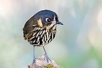 Crescent-faced Antpitta at Hacienda El Bosque, V&iacute;a Panamericana, Manizales, Caldas, Colombia.  Colombia,Crescent-faced antpitta,Geotagged,Grallaricula lineifrons,Hacienda El Bosque,Winter
