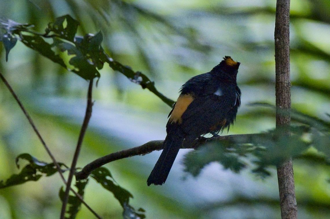 Flame-crested Tanager near Mit&uacute;, Vaup&eacute;s at White Sand Forest Cerro Cacao Parque Cerro Cacao Parque,Colombia,Flame-crested tanager,Geotagged,Mitu,Tachyphonus cristatus,Vaup&eacute;s,Winter