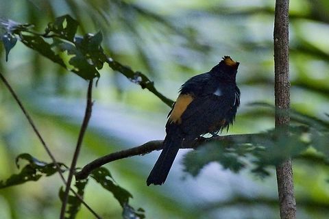 Flame-crested Tanager near Mit&uacute;, Vaup&eacute;s at White Sand Forest Cerro Cacao Parque Cerro Cacao Parque,Colombia,Flame-crested tanager,Geotagged,Mitu,Tachyphonus cristatus,Vaup&eacute;s,Winter