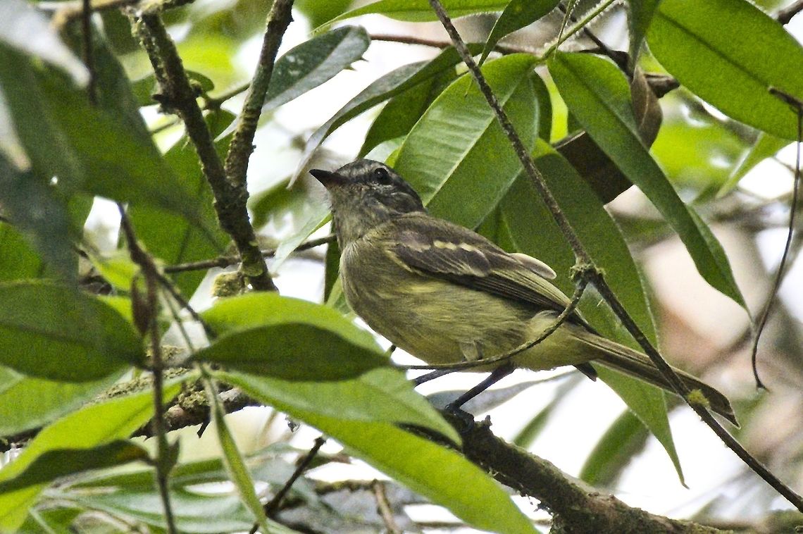 Forest Elaenia seen at Bosque Bavaria near Villavicencio, Met&aacute; Bosque Bavaria,Colombia,Forest elaenia,Geotagged,Myiopagis gaimardii,Winter