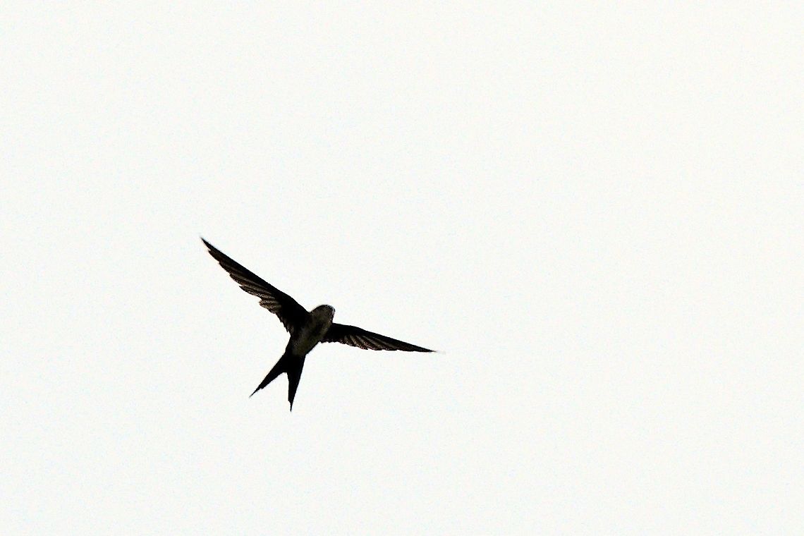 Fork-tailed Palm-Swift flying over at Mituse&ntilde;o, Vaup&eacute;s  Colombia,Geotagged,Mituseño,Neotropical palm swift,Tachornis squamata,Vaupés,Winter