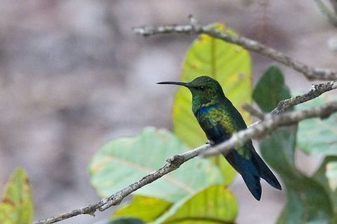Fork-tailed Woodnymph seen near Mit&uacute;, Vaup&eacute;s at Carretera Comunidad Urania Colombia,Comunidad Urania,Fork-tailed woodnymph,Geotagged,Mitu,Thalurania furcata,Vaup&eacute;s,Winter