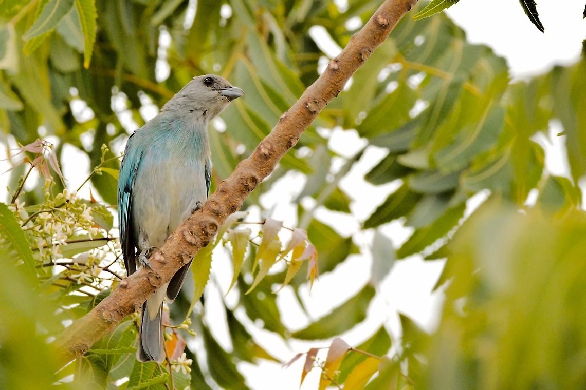 Glaucous Tanager at SFF Los Flamencos Colombia,Geotagged,Glaucous tanager,SFF Los Flamencos,Thraupis glaucocolpa,Winter