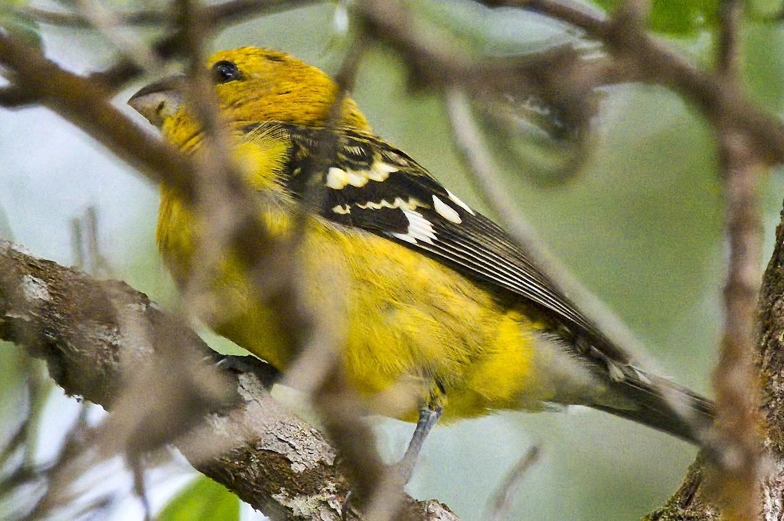 Golden Grosbeak at El Dorado Natural Reserve, Sierra Nevada de Santa Marta NP Colombia,El Dorado NP,Geotagged,Pheucticus chrysogaster,Sierra Nevada de Santa Marta,Southern yellow grosbeak,Winter