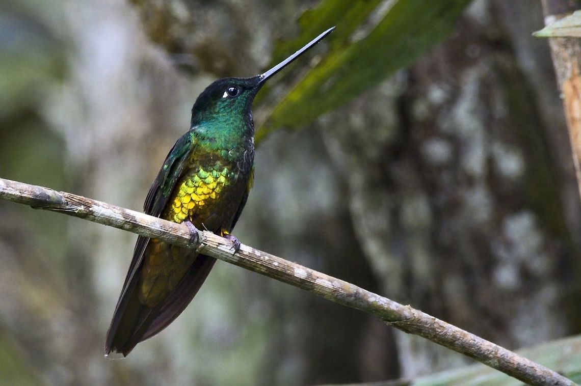 Golden-bellied Starfrontlet seen at the Parque Natural Chicaque Chicaque National Park,Coeligena bonapartei,Colombia,Geotagged,Golden-bellied starfrontlet,Winter