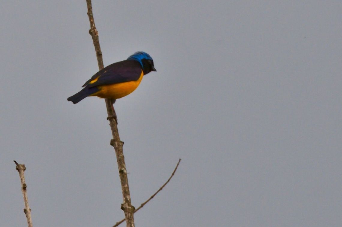 Golden-rumped Euphonia seen at Santuario de Fauna y Flora Ot&uacute;n Quimbaya Colombia,Euphonia cyanocephala,Geotagged,Golden-rumped euphonia,SFF Otun Quimbaya,Winter