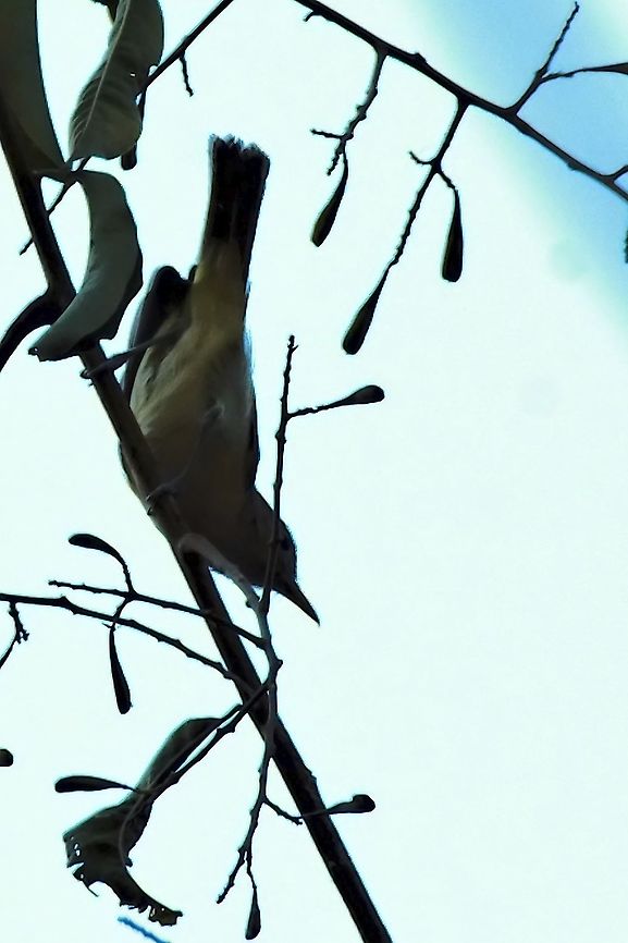 Golden-fronted Greenlet at El Dorado NP, difficult to get, nervously quick mover, against the light Colombia,El Dorado NP,Geotagged,Golden-fronted greenlet,Pachysylvia aurantiifrons,Winter