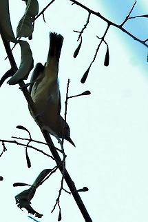 Golden-fronted greenlet