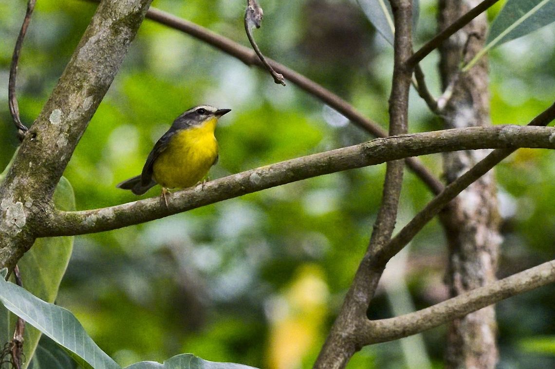 Golden-crowned Warbler near  Jard&iacute;n, Antioquia Basileuterus culicivorus,Colombia,Geotagged,Golden-crowned warbler,Jardin,Winter