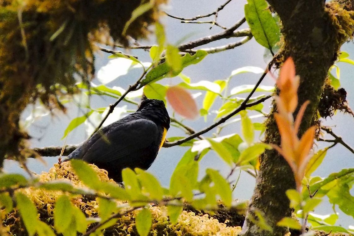 Golden-chested Tanager Anchicaya Valley; no head, but the name-giving chest at least Anchicaya Valley,Bangsia rothschildi,Colombia,Geotagged,Golden-chested tanager,Winter