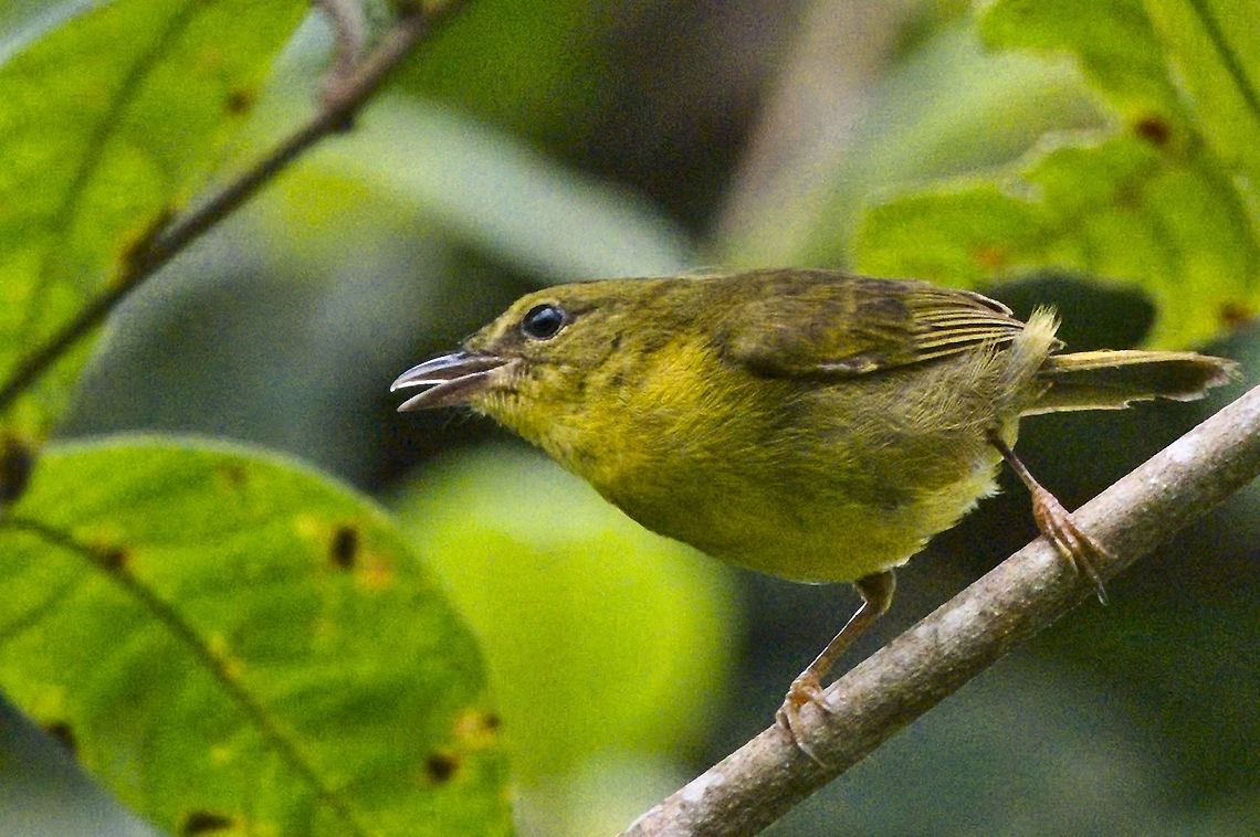 Golden-bellied Warbler (Choco Warbler) seen at Cuenca R&iacute;o Anchicay&aacute; Parque Nacional Farallones Cali western slope Anchicaya Valley,Colombia,Geotagged,Golden-bellied warbler,Myiothlypis chrysogaster,Winter