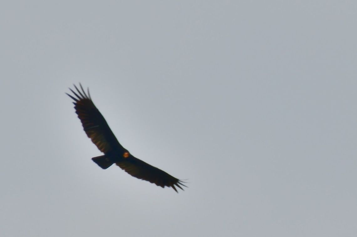 Greater Yellow-headed Vulture flying over at Comunidad Pueblo Nuevo near Mit&uacute;, Vaup&eacute;s Cathartes melambrotus,Colombia,Geotagged,Greater yellow-headed vulture,Mitu,Vaupés,Winter
