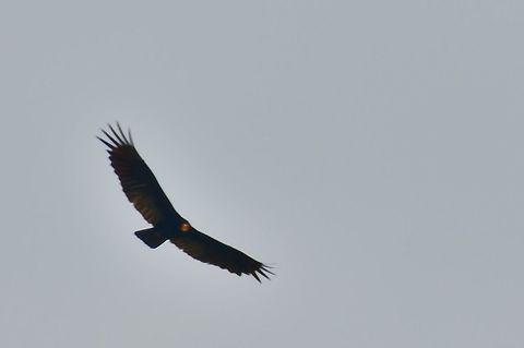 Greater Yellow-headed Vulture flying over at Comunidad Pueblo Nuevo near Mitú, Vaupés Cathartes melambrotus,Colombia,Geotagged,Greater yellow-headed vulture,Mitu,Vaupés,Winter