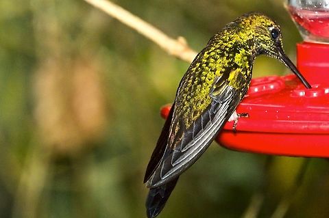 Green-crowned Brilliant at Montezuma Rainforest Reserve, Tatam&aacute; NP, enhanced colours due to some added flash; also at a feeder ;) Colombia,Geotagged,Green-crowned brilliant,Heliodoxa jacula,Montezuma Rainforest,Tatama National Park,Winter