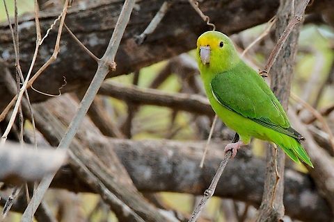 Green-rumped Parrotlet in Colombia, SFF Los Flamencos Colombia,Forpus passerinus,Geotagged,Green-rumped parrotlet,SFF Los Flamencos,Winter
