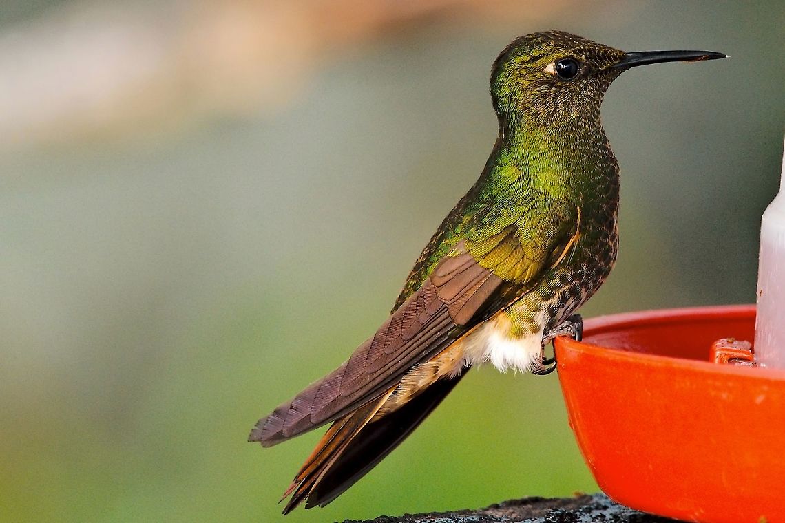 Greenish Puffleg at La Reserva Natural de las Aves Loro Orejiamarillo (Yellow-ear Parrot Reserve) Colombia,Geotagged,Greenish puffleg,Haplophaedia aureliae,Winter,Yellow-eared Parrot Reserve