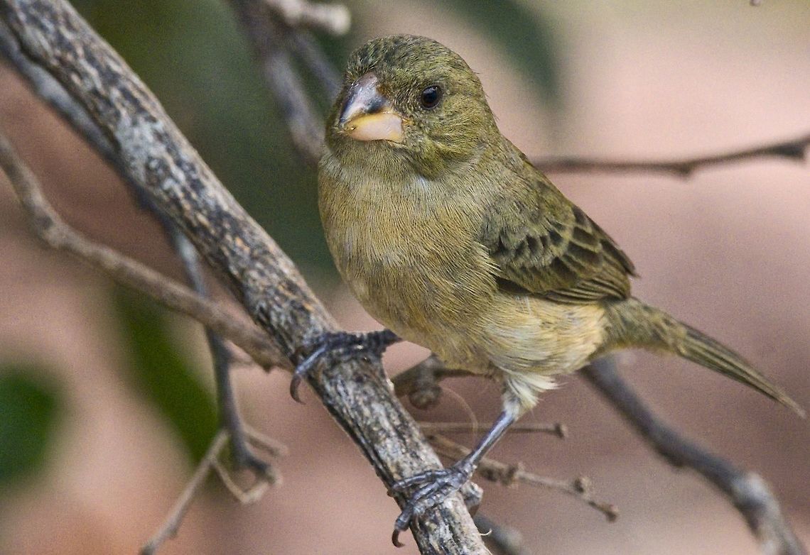 Grey Seedeater at Rancho (Hacienda) CaMaN&aacute;, indeed it is grey Colombia,Geotagged,Grey seedeater,Rancho,Sporophila intermedia,Winter