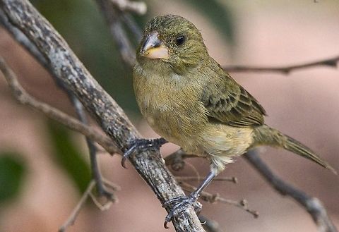 Grey seedeater