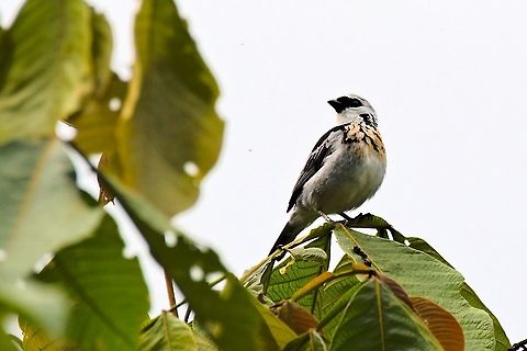 Gray-and-gold tanager