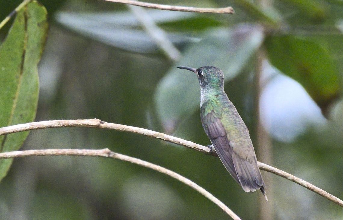 Grey-breasted Sabrewing near Mit&uacute;, Vaup&eacute;s, at Comunidad Pueblo Nuevo Campylopterus largipennis,Colombia,Comunidad Pueblo Nuevo,Geotagged,Grey-breasted sabrewing,Winter