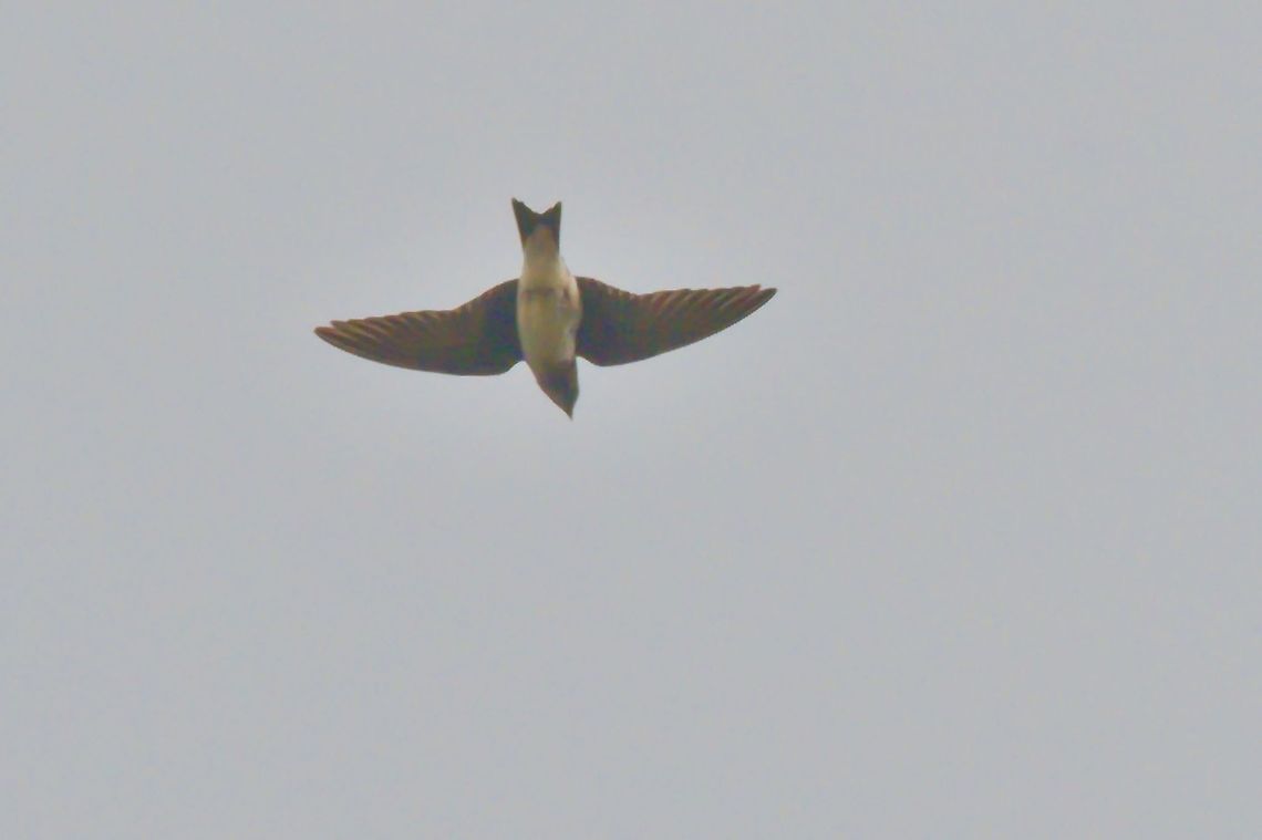 Grey-breasted Martin flying over near Mit&uacute;, Vaup&eacute;s at Comunidad Tukano Santa Cruz  Colombia,Comunidad Tukano,Geotagged,Grey-breasted martin,Progne chalybea,Winter