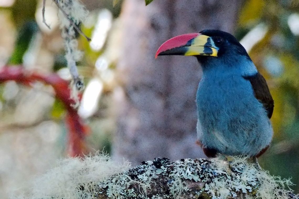 Grey-breasted Mountain-Toucan seen near Santa Rosa de Cabal, Risaralda, Colombia, at Cortaderal-Potos&iacute; Andigena hypoglauca,Colombia,Geotagged,Grey-breasted mountain toucan,Santa Rosa de Cabal,Winter