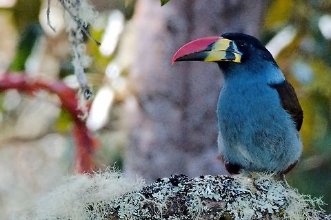 Grey-breasted Mountain-Toucan seen near Santa Rosa de Cabal, Risaralda, Colombia, at Cortaderal-Potos&iacute; Andigena hypoglauca,Colombia,Geotagged,Grey-breasted mountain toucan,Santa Rosa de Cabal,Winter