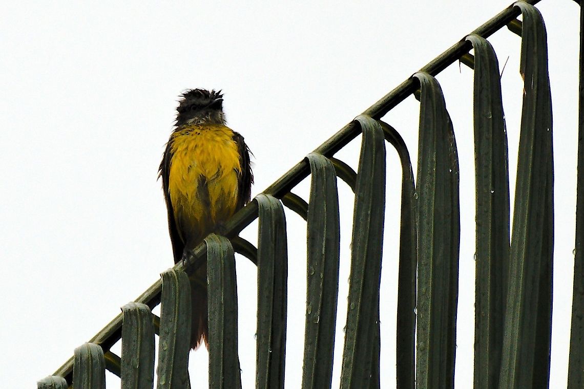 Grey-capped Flycatcher seen in the rain at Camino Montfortiano near Restrepo, Meta Camino Montfortiano,Colombia,Geotagged,Grey-capped flycatcher,Myiozetetes granadensis,Restrepo,Winter
