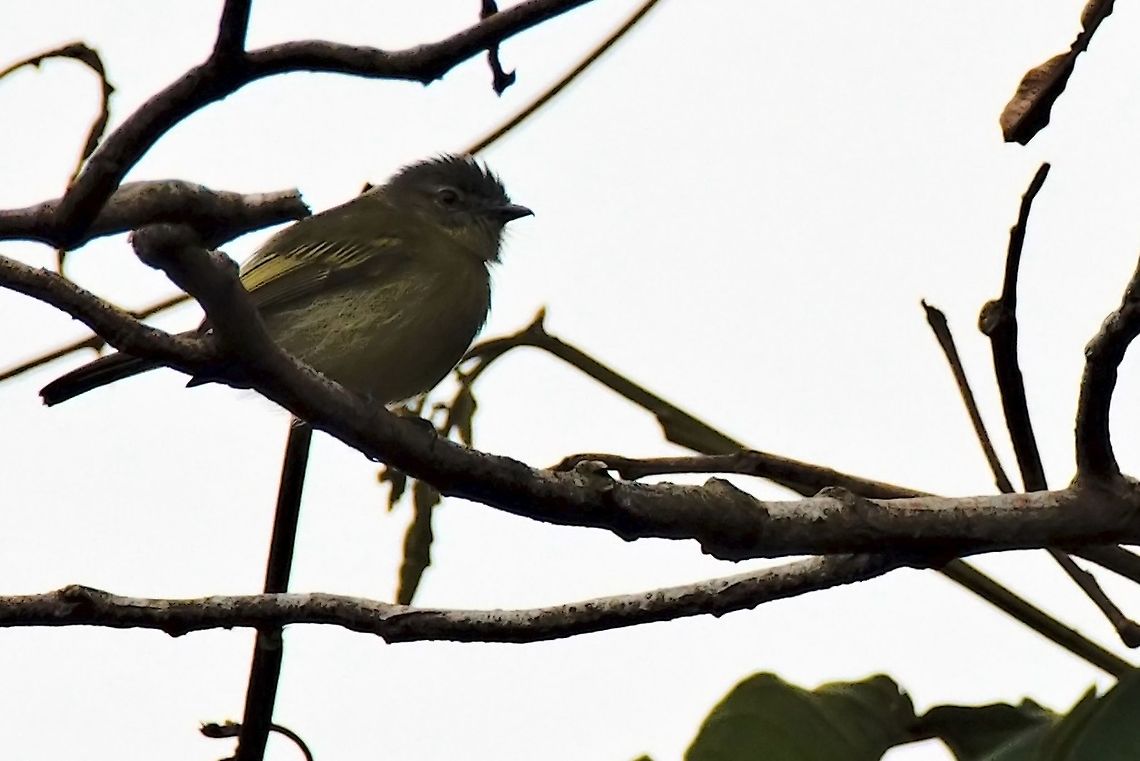 Grey-crowned Flycatcher seen near Mit&uacute;, Vaup&eacute;s at Comunidad Pueblo Nuevo Colombia,Comunidad Pueblo Nuevo,Geotagged,Grey-crowned flatbill,Mitu,Tolmomyias poliocephalus,Vaupés,Winter
