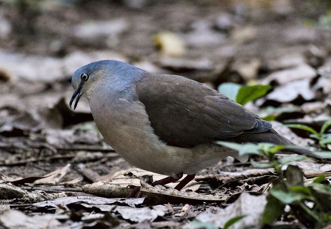 Grey-headed Dove seen form the hide in Tinam&uacute; Natural Reserve Colombia,Geotagged,Grey-headed dove,Leptotila plumbeiceps,Tinamu Natural Reserve,Winter