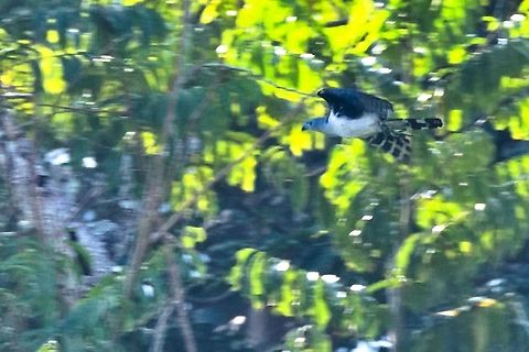 Grey-headed Kite flying off seen in the savannah near Puerto Boyac&aacute; Colombia,Geotagged,Gray-headed kite,Leptodon cayanensis,Puerto Boyac&aacute;,Winter