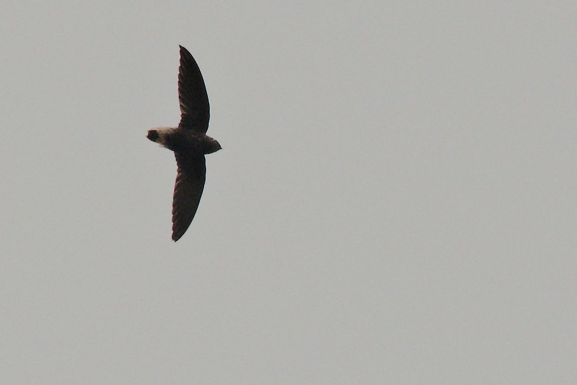 Grey-rumped Swift flying near Mit&uacute;, Vaup&eacute;s, at Comunidad Urania, another of those nervously flyers ... Chaetura cinereiventris,Colombia,Comunidad Urania,Geotagged,Grey-rumped swift,Mitu,Vaup&eacute;s,Winter