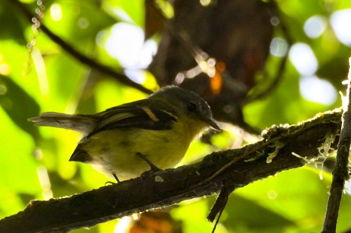 Handsome Flycatcher seen at Montezuma Rainforest Reserve, more laterally view in addition to the existing dorsal one ... Colombia,Geotagged,Handsome flycatcher,Montezuma Rainforest,Nephelomyias pulcher,Winter