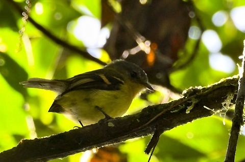 Handsome Flycatcher seen at Montezuma Rainforest Reserve, more laterally view in addition to the existing dorsal one ... Colombia,Geotagged,Handsome flycatcher,Montezuma Rainforest,Nephelomyias pulcher,Winter