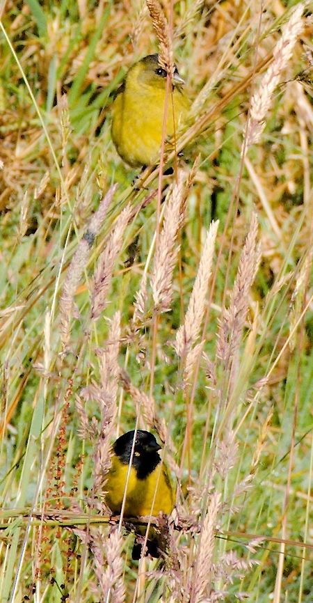 Hooded Siskin couple in a field at  El Cortaderal near Santa Rosa de Cabal, Risaralda, Colombia. <br />
Female on top Colombia,El Cortaderal,Geotagged,Hooded siskin,Risaralda,Santa Rosa de Cabal,Spinus magellanica,Winter